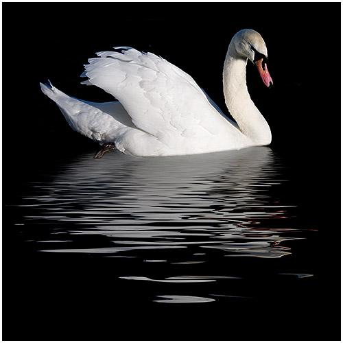 Swan