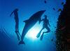 seaorca