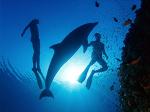 seaorca