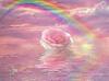Senzual_Rose