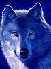 WYND_WOLF