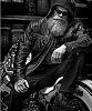 The_Old_Wolf7