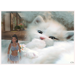 LIL_SAUCY_KITTEN