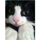Nikte