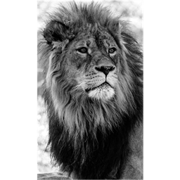 Fabien_Lion