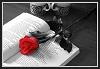RPrncs_Rose_F