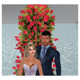 Snowy_Rose2