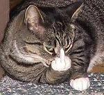 AllieCat